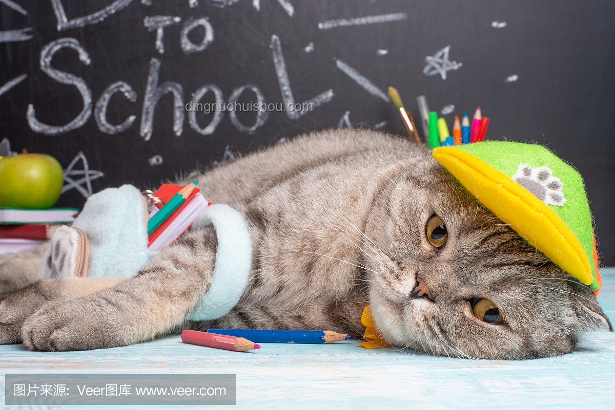 可爱小猫与数学：涂鸦解题的乐趣